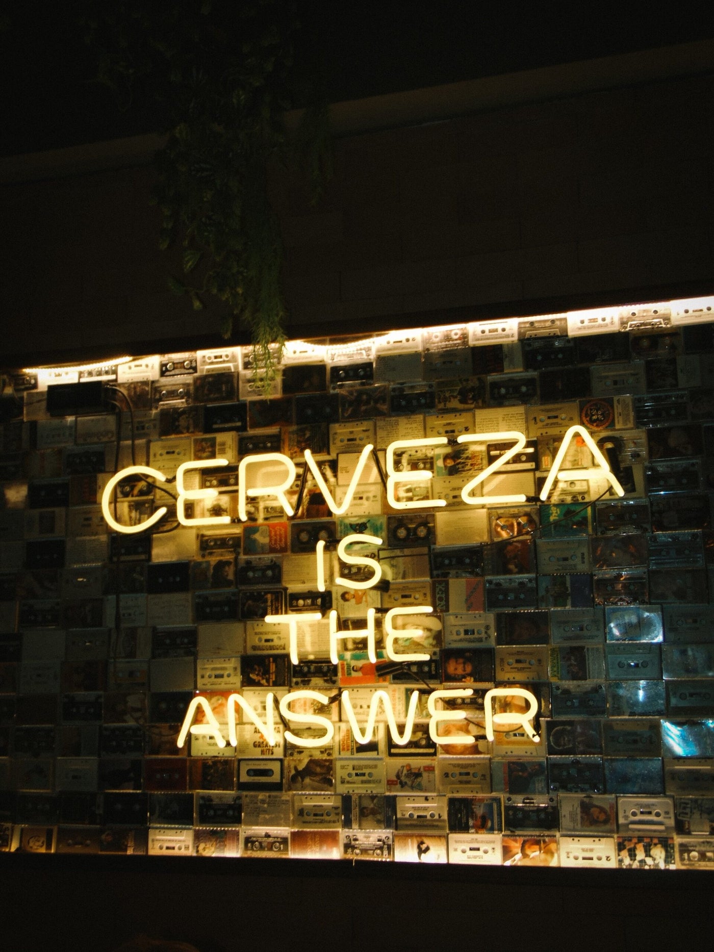 Stained X Gallo Pelon